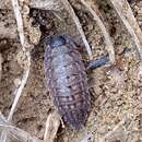 Image de Porcellio variabilis Lucas 1849