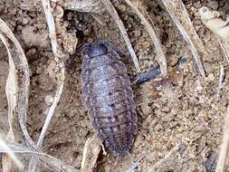 Image of Porcellio variabilis Lucas 1849