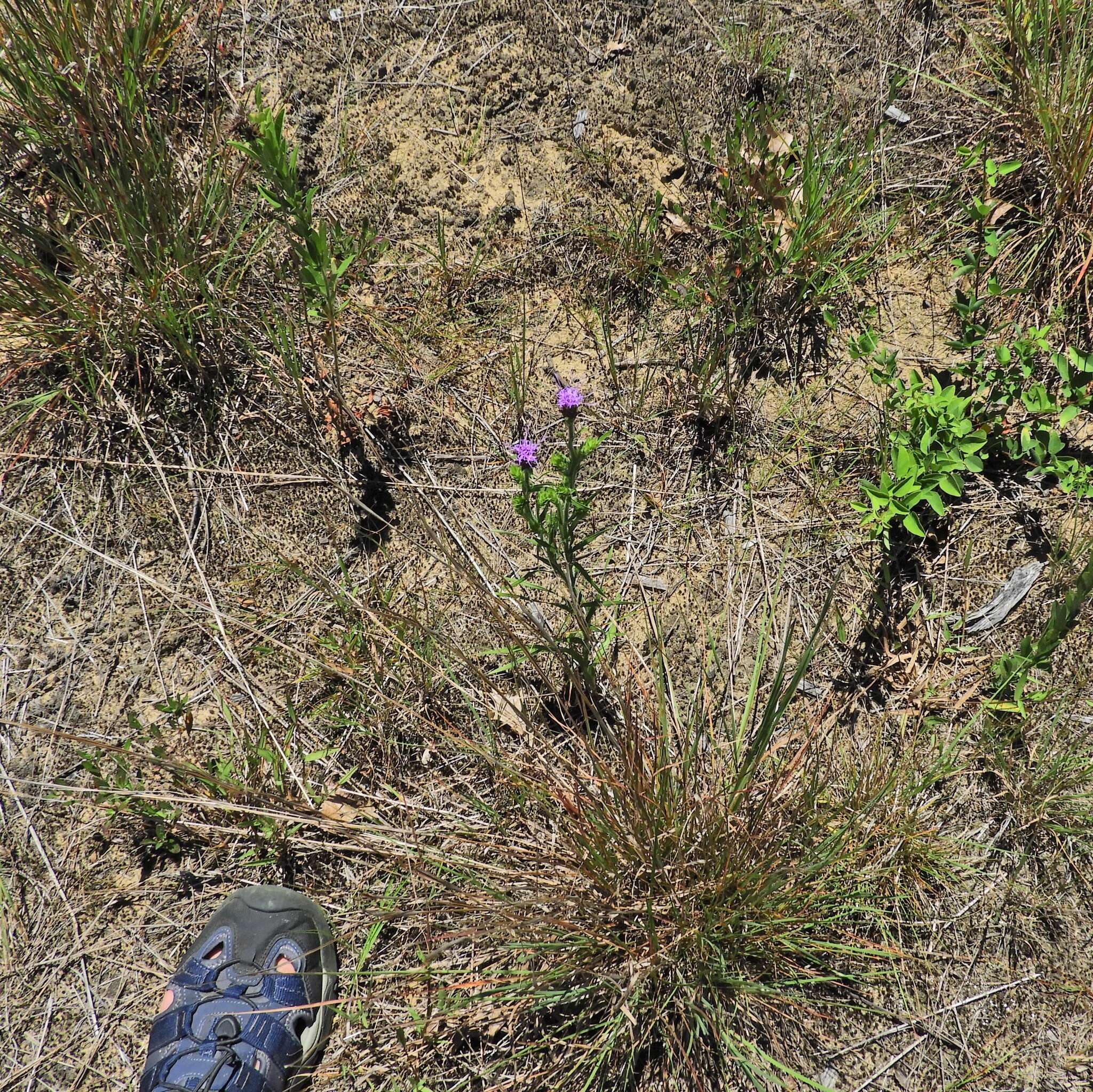 Слика од Liatris squarrosa (L.) Michx.