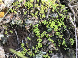 Image of sand pygmyweed