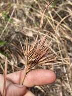 Image of Christmas grass