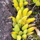 Image of Acianthera johannensis (Barb. Rodr.) Pridgeon & M. W. Chase