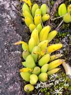 Image of Acianthera johannensis (Barb. Rodr.) Pridgeon & M. W. Chase