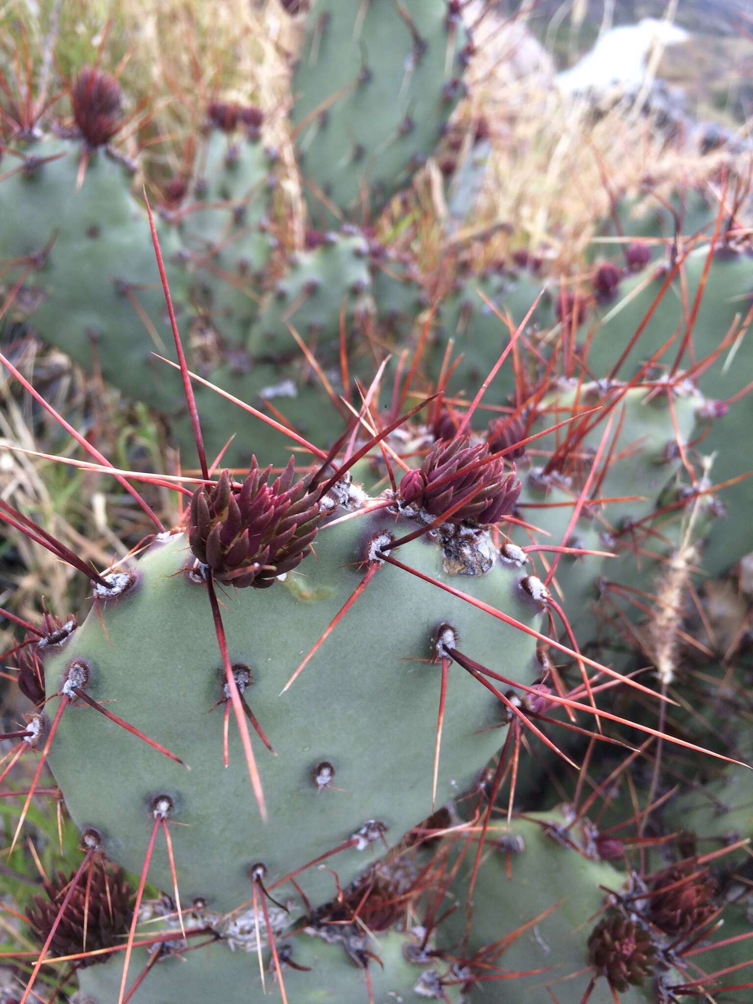 Image of pricklypear