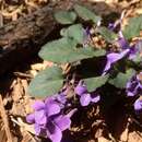 Image of Viola tenuicornis W. Becker