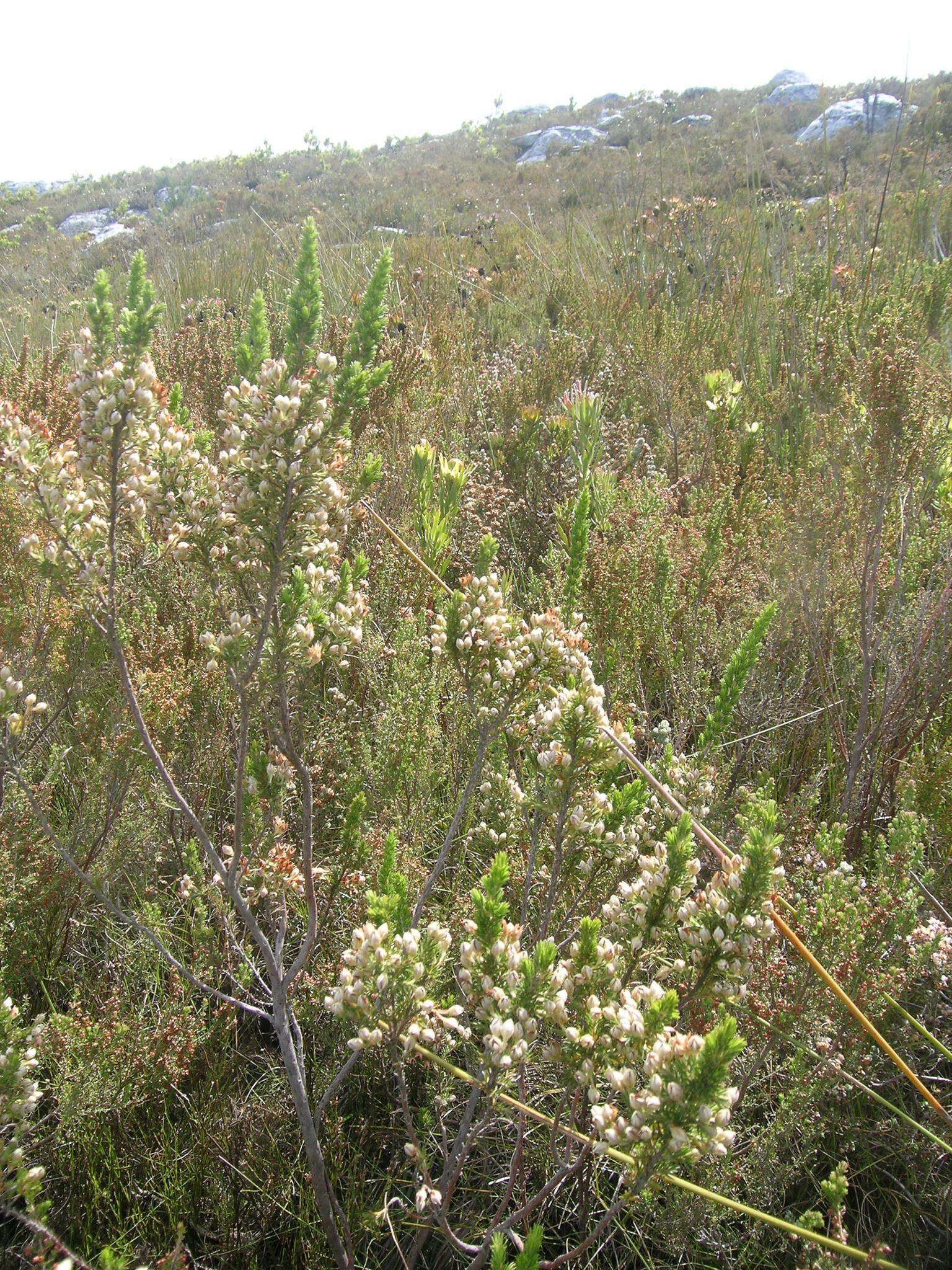 Imagem de Erica penicilliformis var. penicilliformis