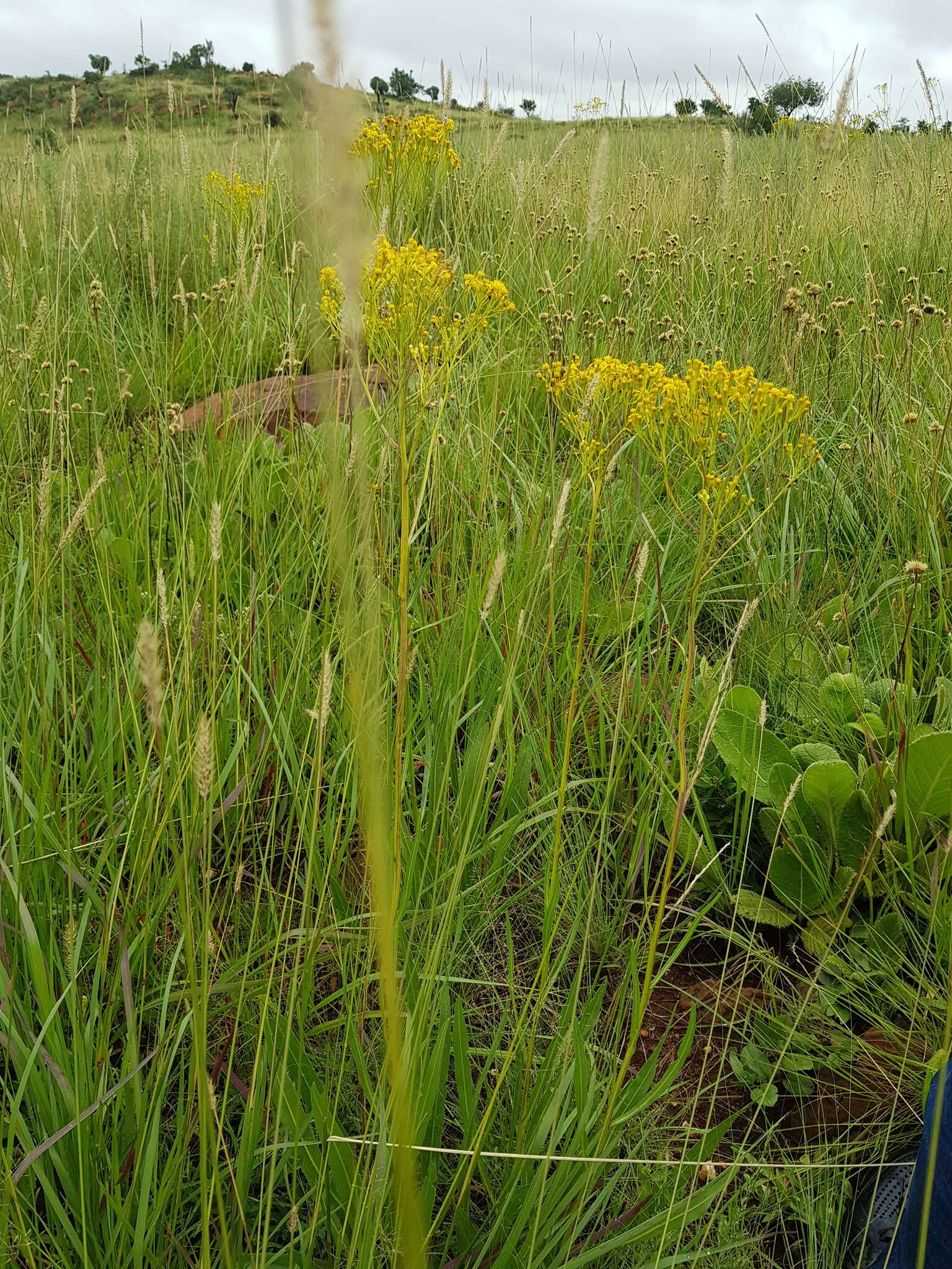 Image of Senecio inornatus DC.