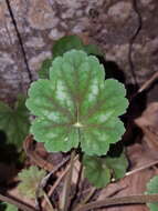 Image de Heuchera soltisii R. A. Folk & P. J. Alexander