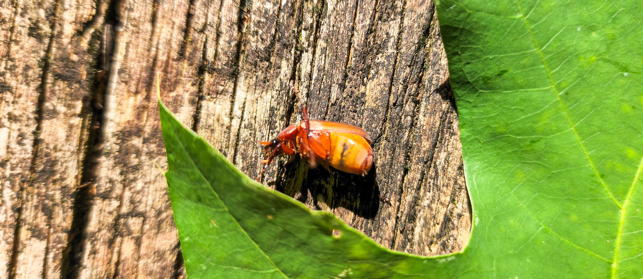 Imagem de Phyllophaga (Phyllophaga) quercus (Knoch 1801)