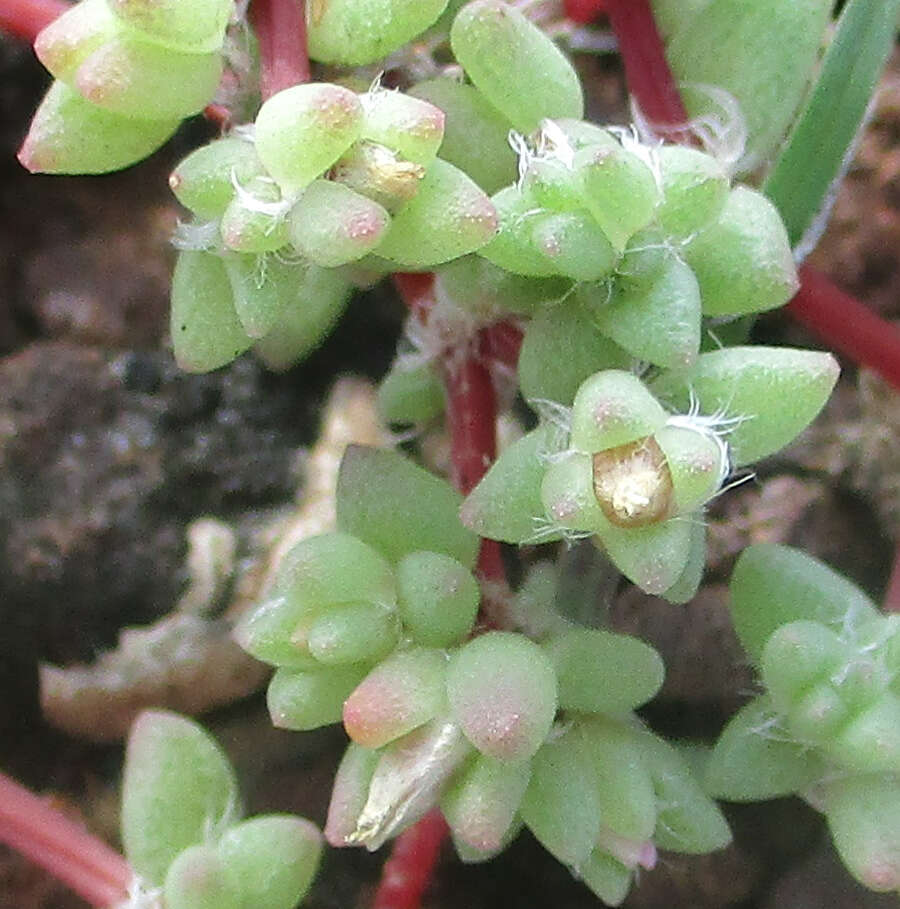 Image of Portulaca hereroensis Schinz