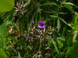 Imagem de Phlox glaberrima subsp. triflora (Michx.) Wherry