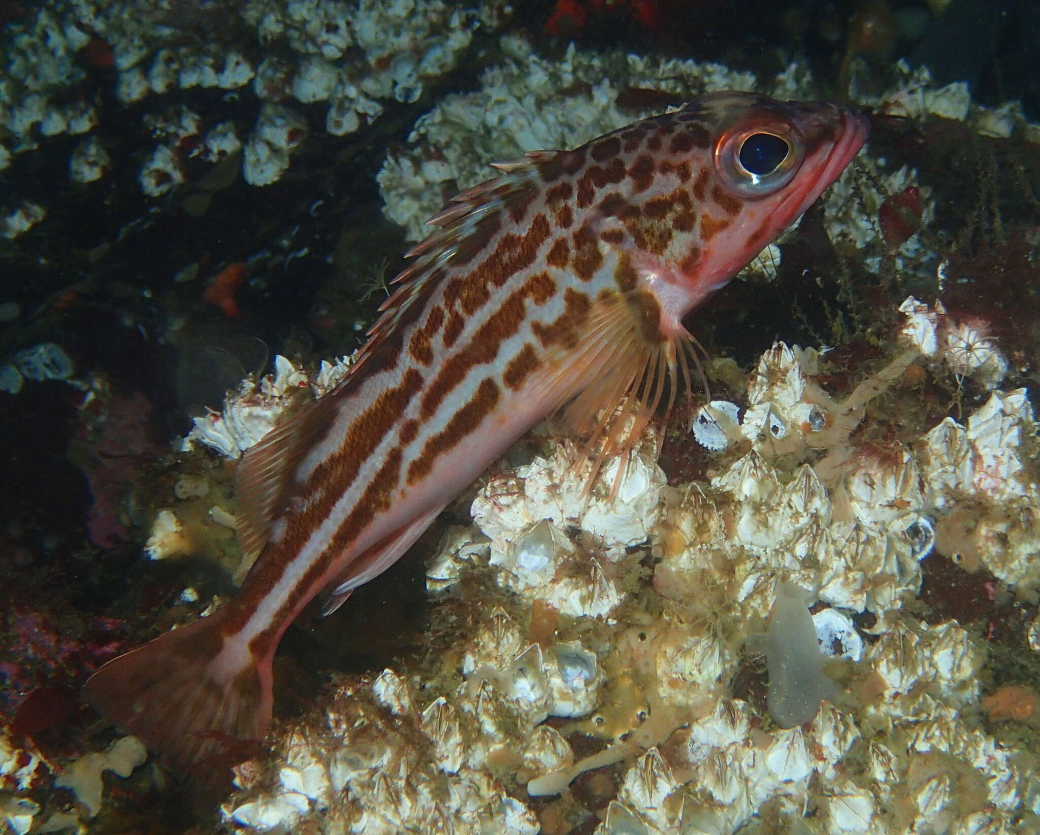 Image of Greenstriped rockfish