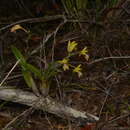 Слика од Dendrobium closterium Rchb. fil.