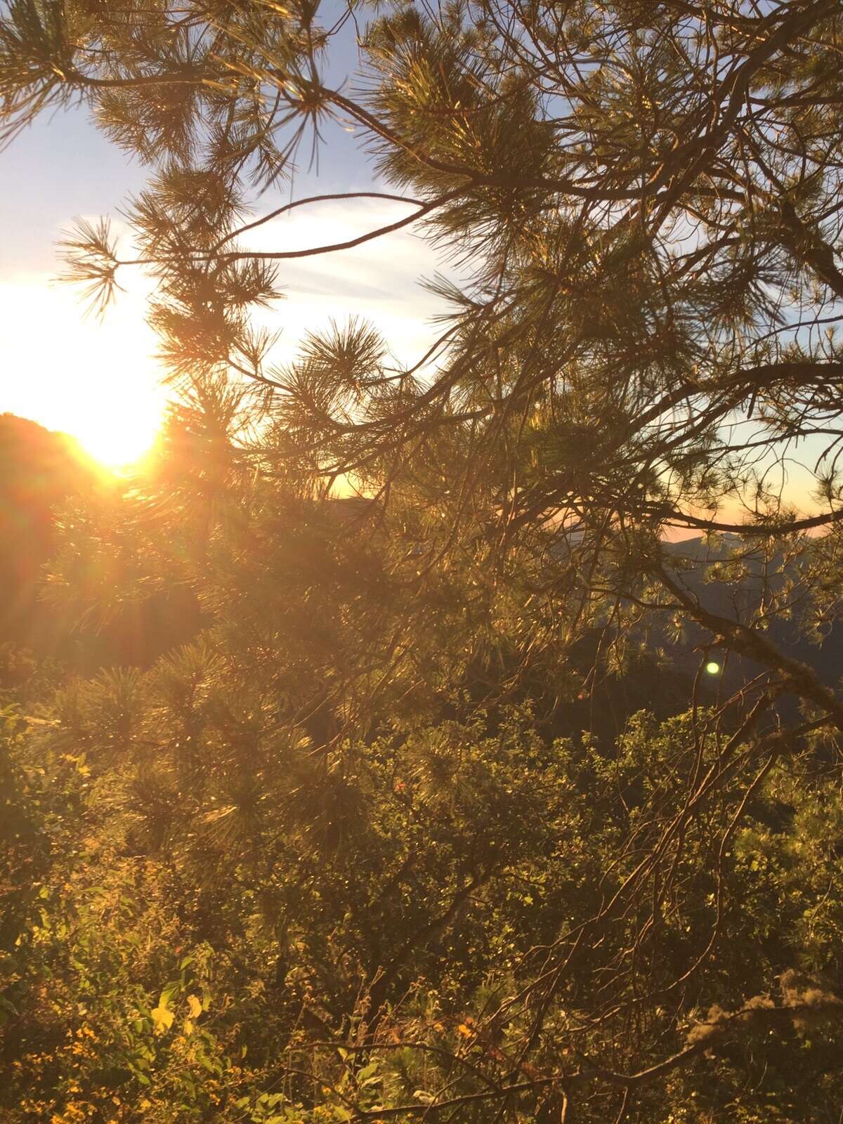 Pinus cembroides subsp. lagunae (Rob.-Pass.) D. K. Bailey resmi