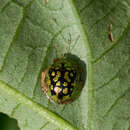 Image of Cassida mindanaoensis Spaeth 1933