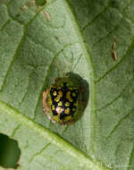 Image of Cassida mindanaoensis Spaeth 1933