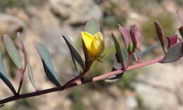 Image of <i>Rafnia <i>capensis</i></i> subsp. capensis