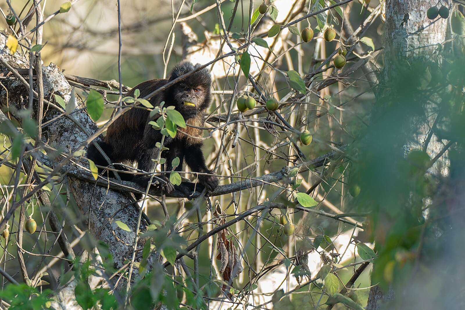Image of Crested Capuchin