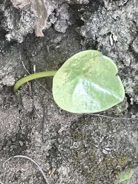 Image of Peperomia bracteata A. W. Hill