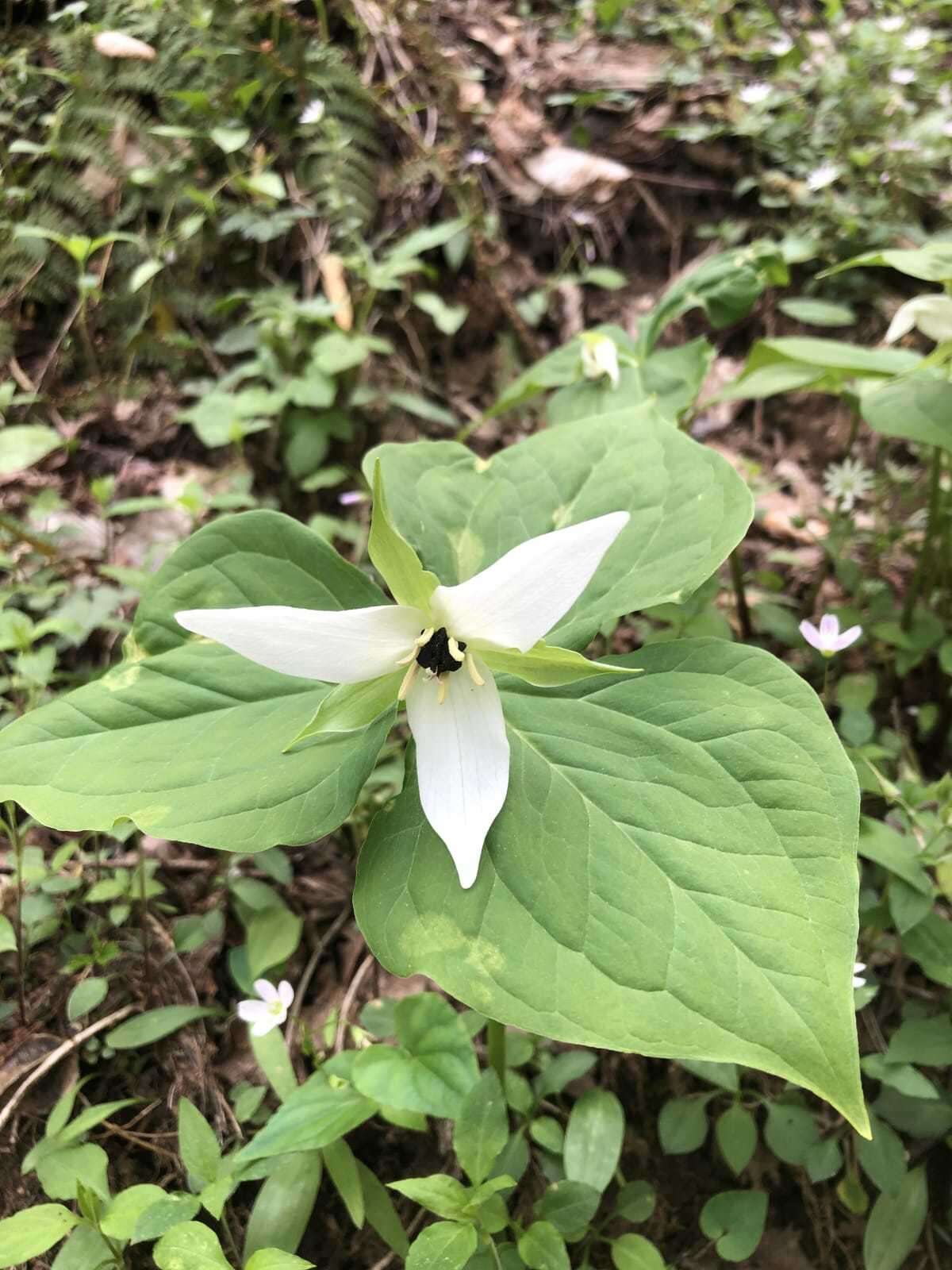 Image of Trillium erectum var. album (Michx.) Pursh