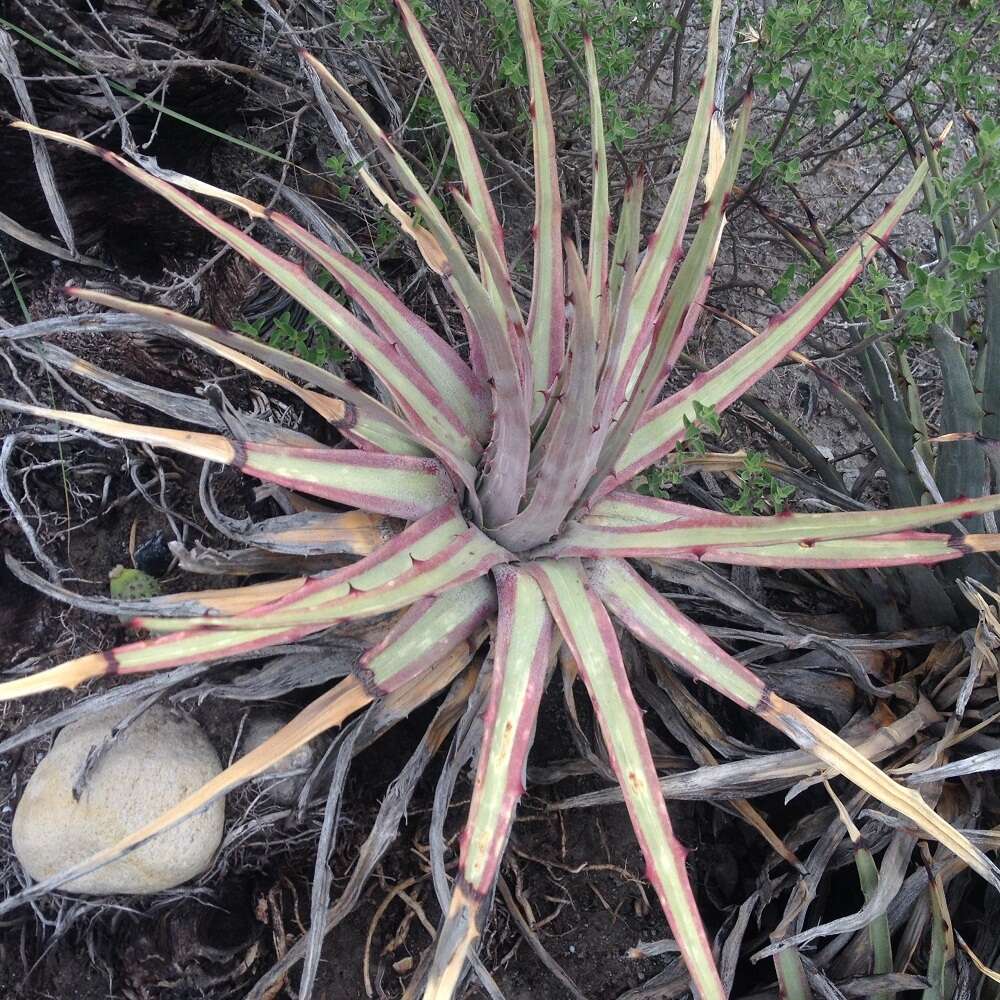 Hechtia perotensis I. Ramírez & Mart.-Correa的圖片