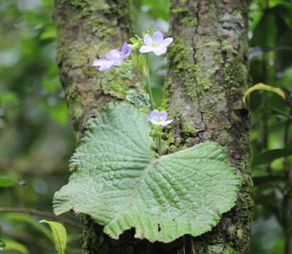 Sivun Streptocarpus daviesii N. E. Brown ex C. B. Clarke kuva