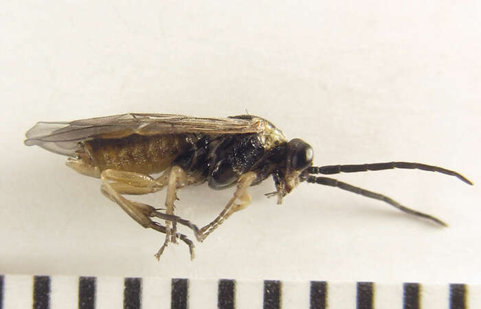 <i>Euura viduatina</i>的圖片