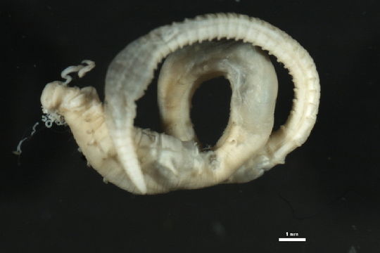 Image of <i>Polycirrus medusa</i> Grube 1850