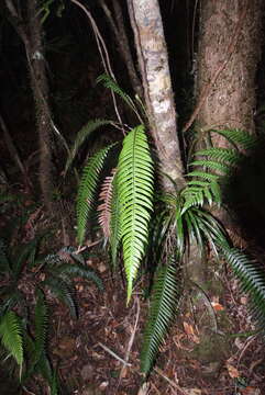 Lomaridium contiguum (Mett.) Gasper & V. A. O. Dittrich的图像