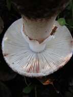 Image of Amanita novinupta Tulloss & J. Lindgr. 1994