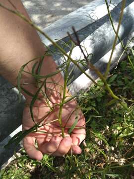 Plancia ëd Senecio brasiliensis (Spreng.) Less.