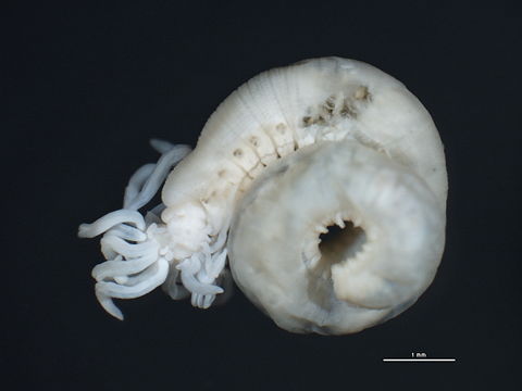 Image of <i>Polycirrus medusa</i> Grube 1850