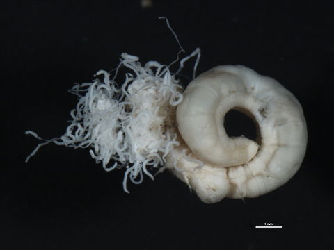 Image of <i>Polycirrus medusa</i> Grube 1850