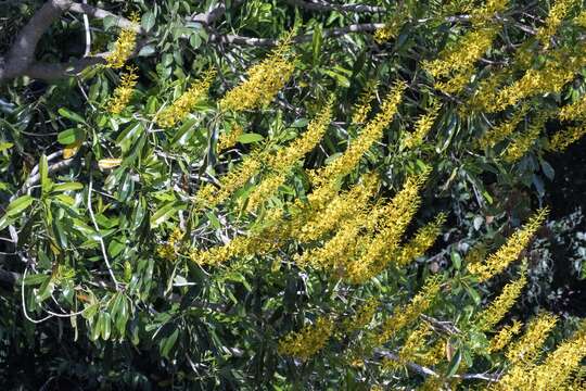 Image of Vochysia divergens Pohl