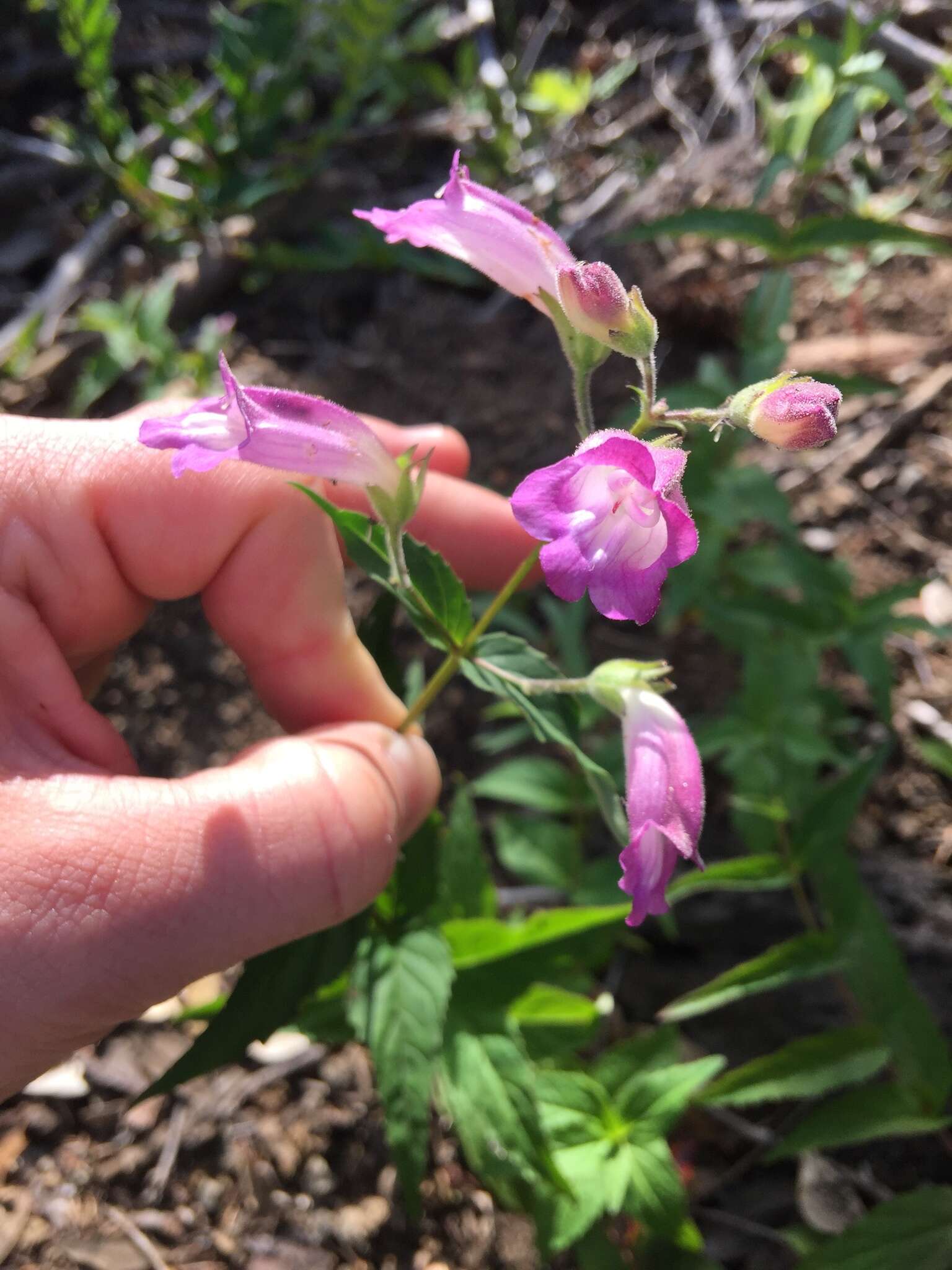 صورة Nothochelone nemorosa (Douglas ex Lindl.) Straw