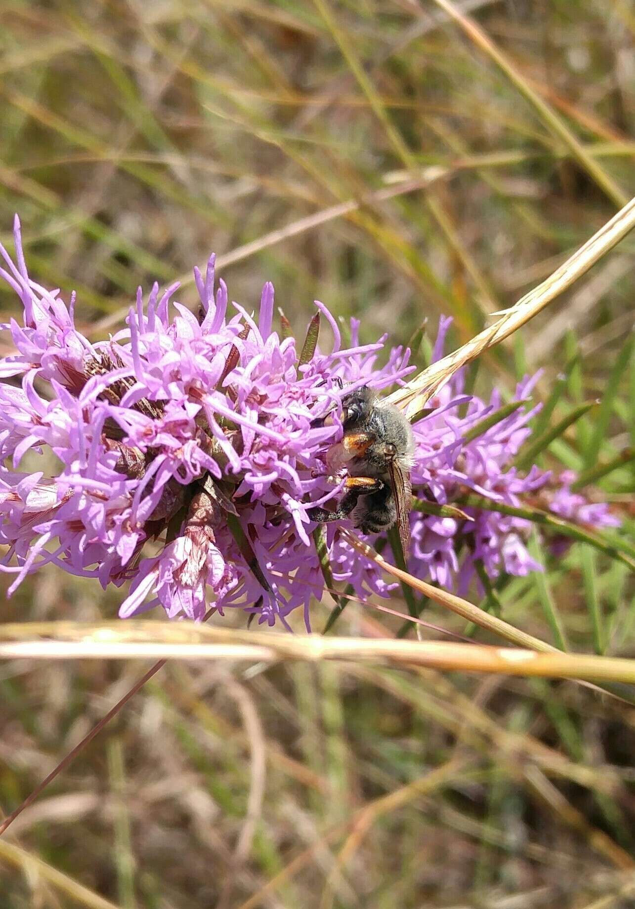 Plancia ëd Megachile texensis Mitchell 1956