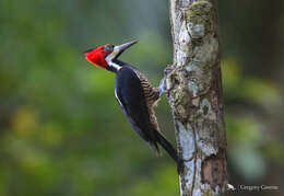 Image of Crimson-crested Woodpecker