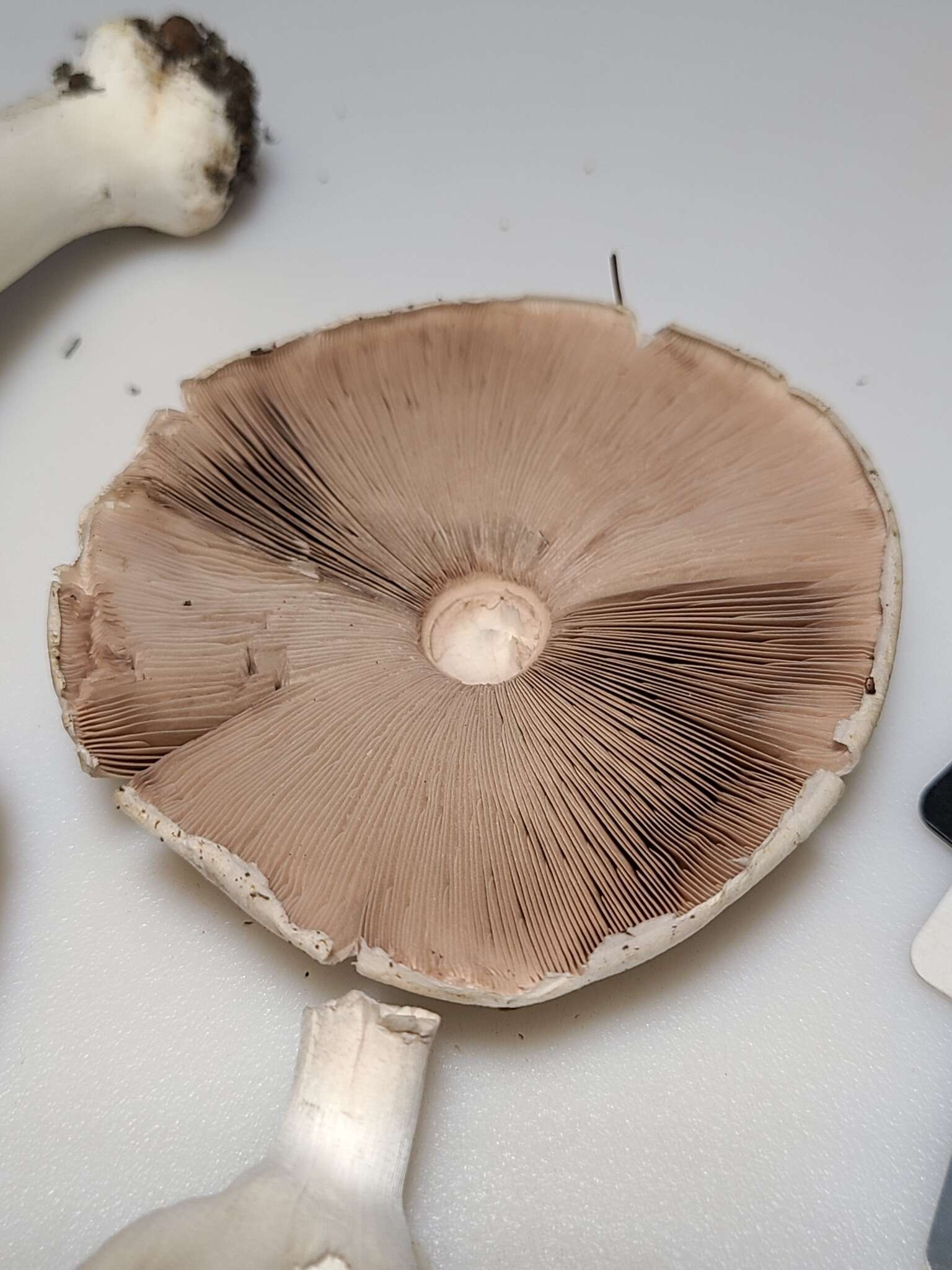 Image of Eastern Flat-topped Agaricus