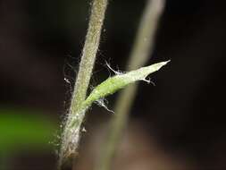 Image de Antennaria howellii subsp. canadensis (Greene) R. J. Bayer