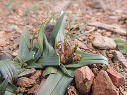 Image of Androcymbium cuspidatum Baker