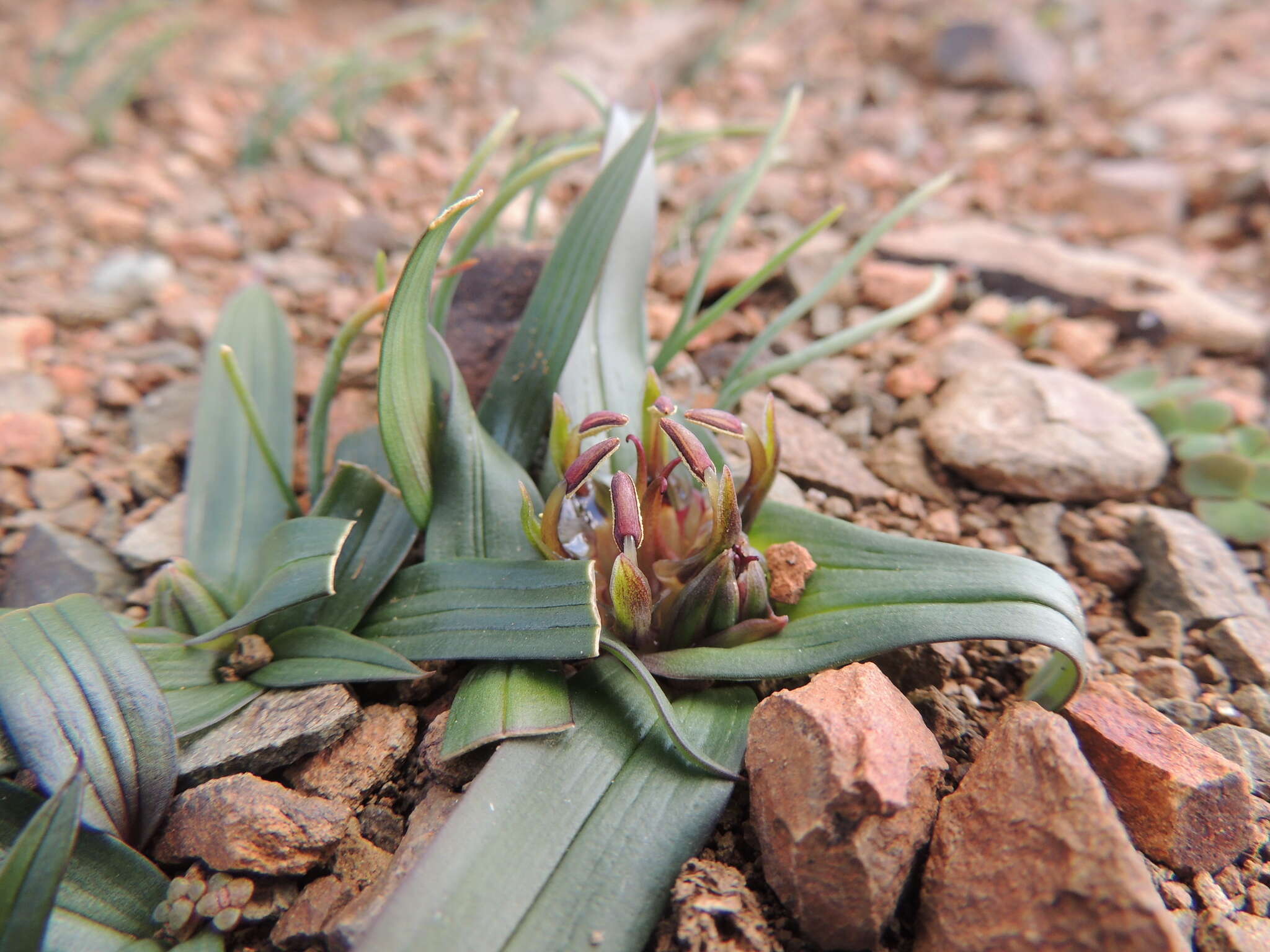 Image of Androcymbium cuspidatum Baker