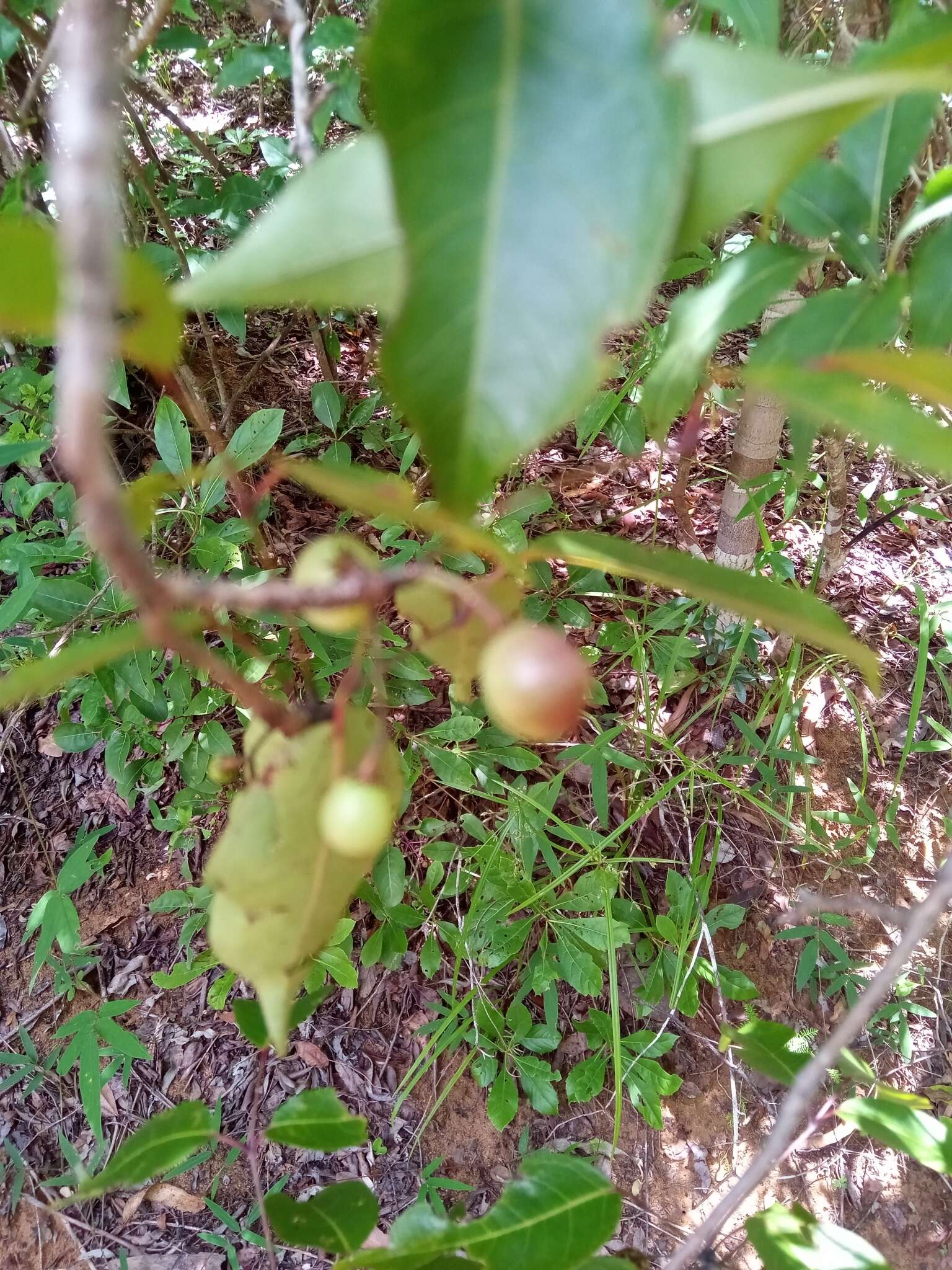 Imagem de Commiphora marchandii Engl.