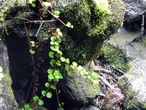 Image of Chrysosplenium valdivicum Hook.