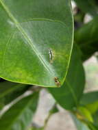 Imagem de Microchrysa flaviventris (Wiedemann 1824)