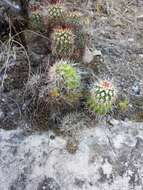 Image of pinkflower hedgehog cactus