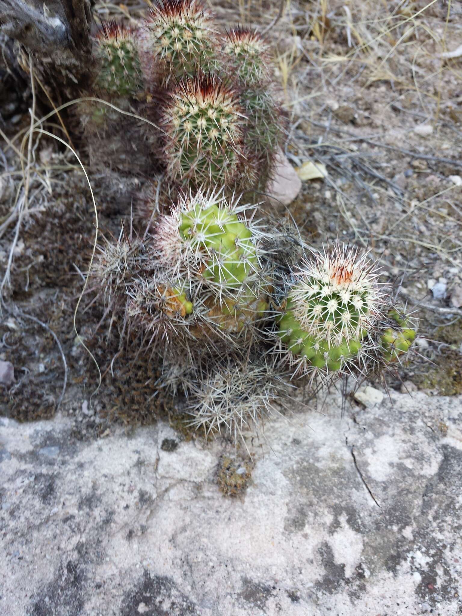 Image of pinkflower hedgehog cactus