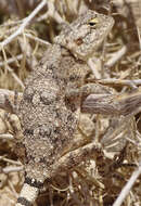 Image of Anchieta's Agama