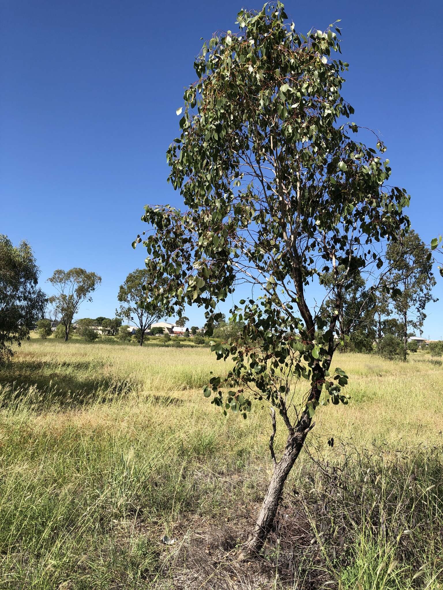 Image of Eucalyptus populnea F. Müll.