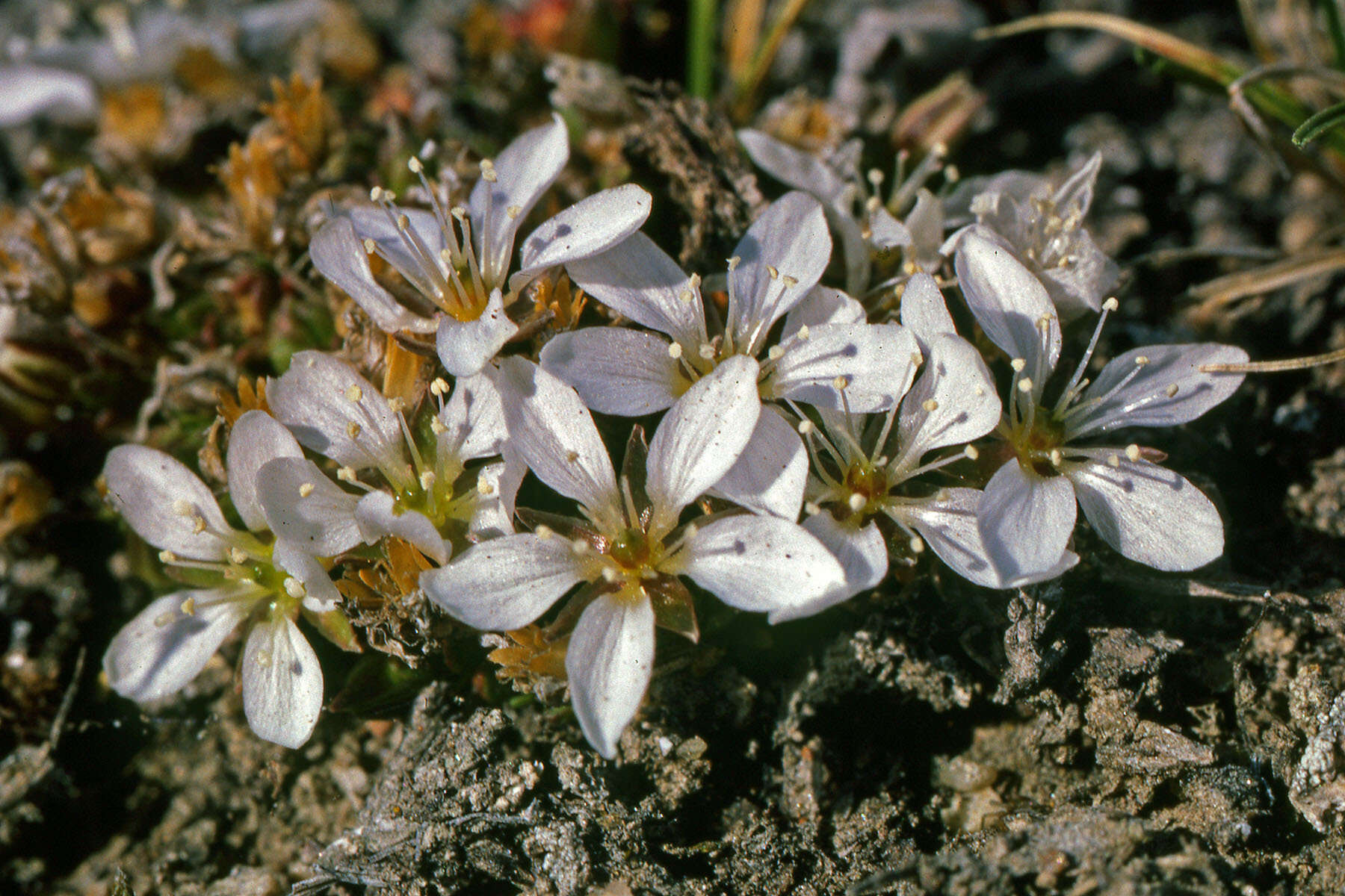 Plancia ëd Arenaria pseudofrigida (Ostenfeld & Dahl) Schischkin & Knorring