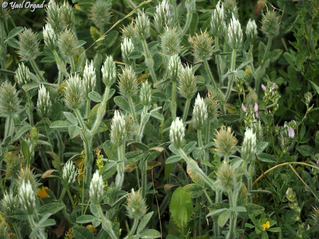 Imagem de Trifolium palaestinum Boiss.